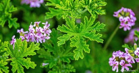 jer'ay|How To Plant, Grow and Care For Scented Geraniums.